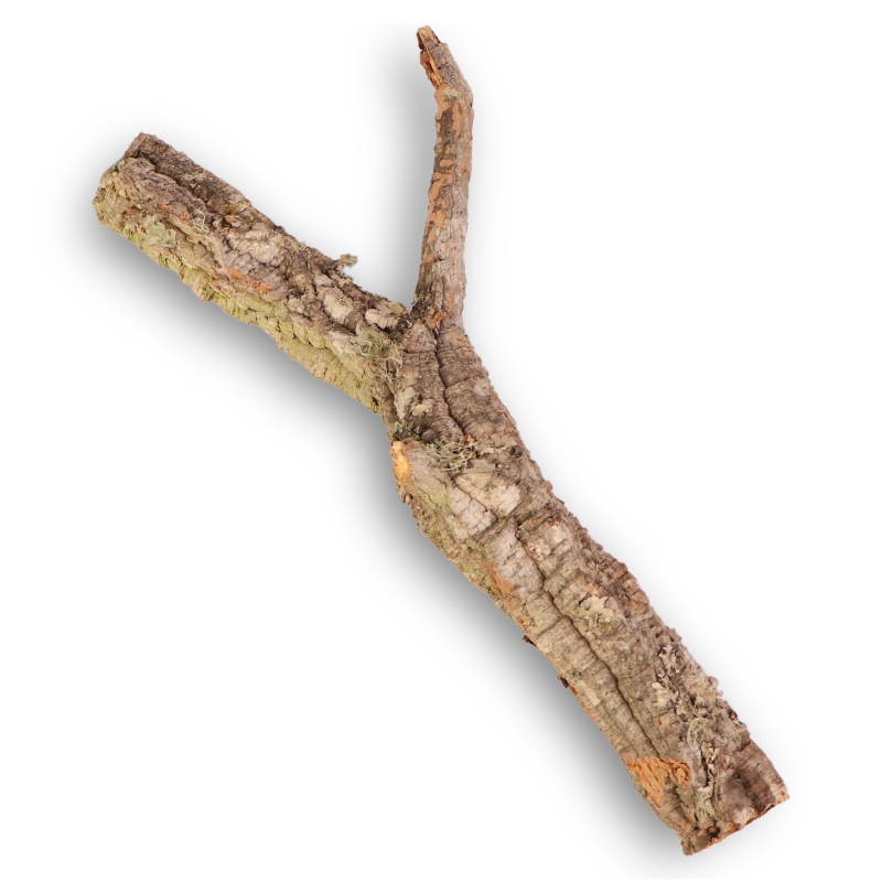 Cork Oak Tree 30cm - Perfect for Terrariums